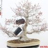 Acer palmatum - immagine 2