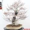 Acer palmatum - immagine 3
