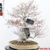 Acer palmatum - immagine 4