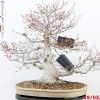Acer palmatum - immagine 5