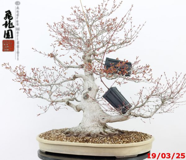 Acer palmatum - immagine 5