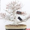 Acer palmatum - immagine 6