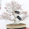 Acer palmatum - immagine 7