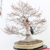 Acer palmatum - immagine 8