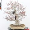 Acer palmatum - immagine 9