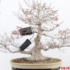 Acer palmatum - immagine 11