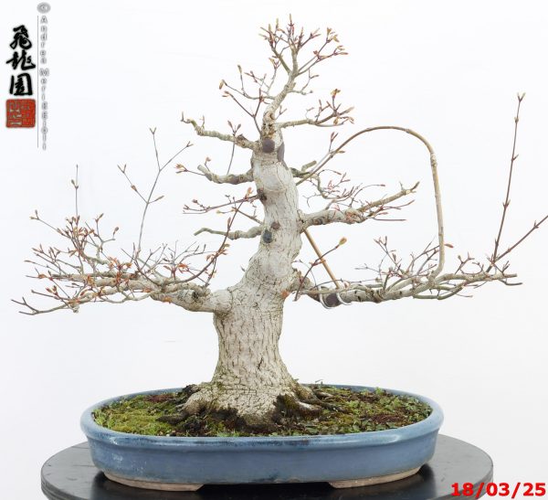 Acer palmatum