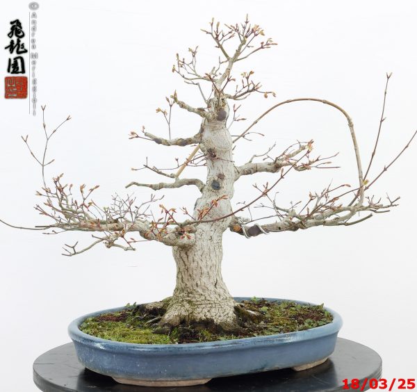Acer palmatum - immagine 2