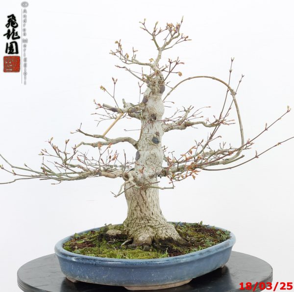 Acer palmatum - immagine 3