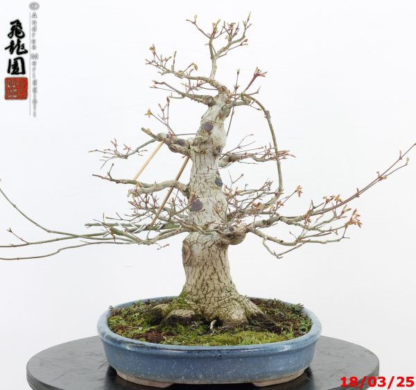 Acer palmatum - immagine 4