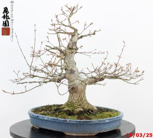 Acer palmatum - immagine 5