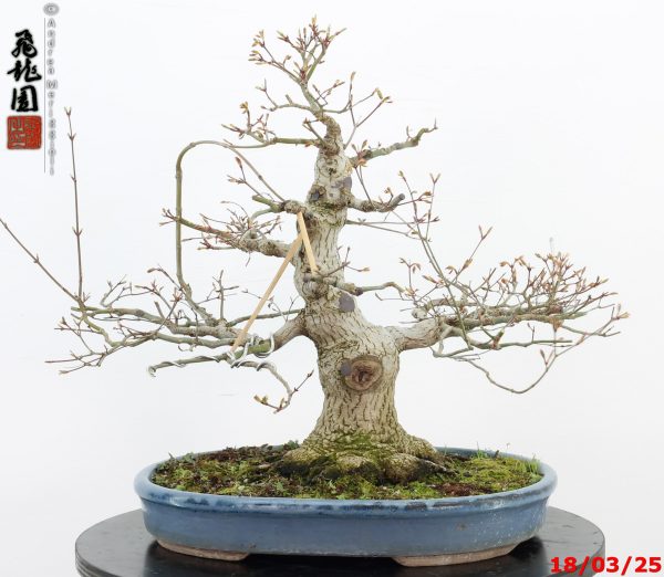 Acer palmatum - immagine 6
