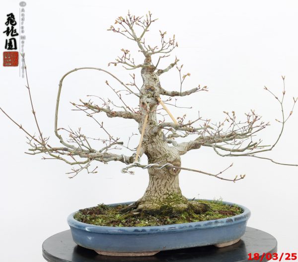 Acer palmatum - immagine 7