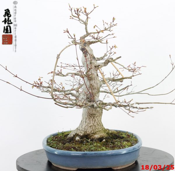 Acer palmatum - immagine 9