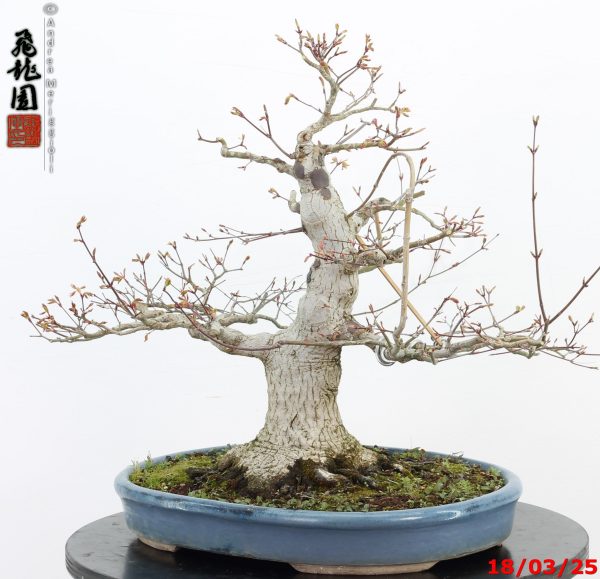 Acer palmatum - immagine 10