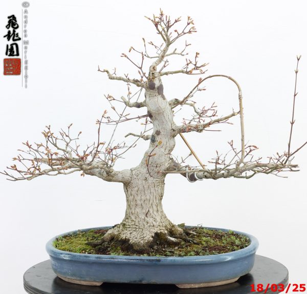 Acer palmatum - immagine 11