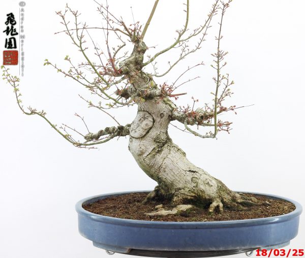 Acer palmatum shishigashira