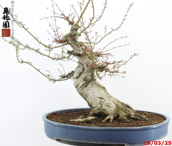 Acer palmatum shishigashira - Image 2