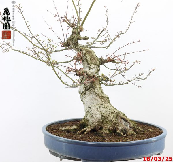 Acer palmatum shishigashira - Image 3
