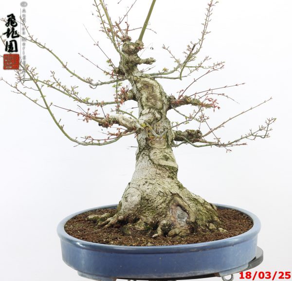 Acer palmatum shishigashira - Image 4