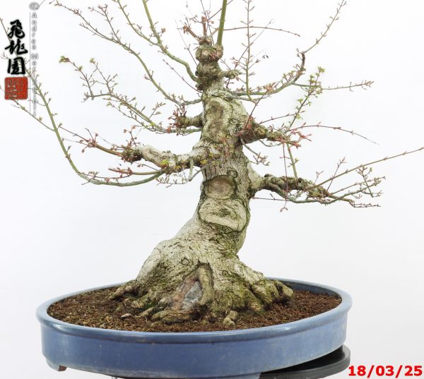 Acer palmatum shishigashira - Image 5