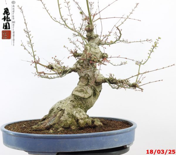 Acer palmatum shishigashira - Image 6