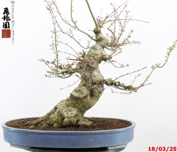 Acer palmatum shishigashira - Image 7