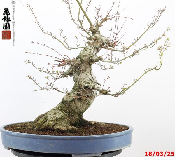 Acer palmatum shishigashira - Image 8