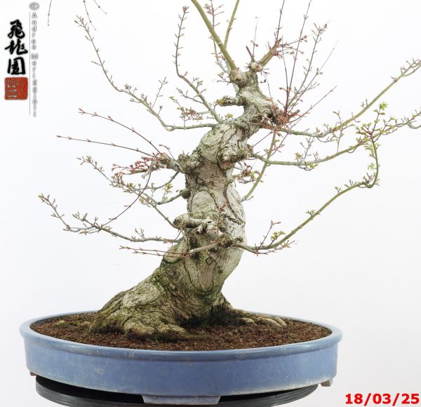 Acer palmatum shishigashira - Image 9