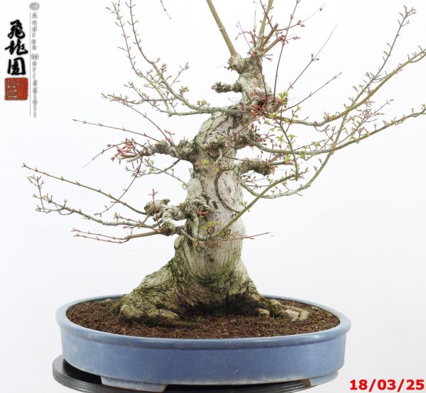 Acer palmatum shishigashira - Image 10