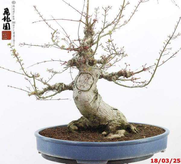 Acer palmatum shishigashira - Image 11