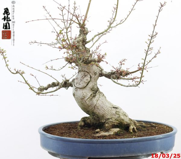 Acer palmatum shishigashira - Image 12