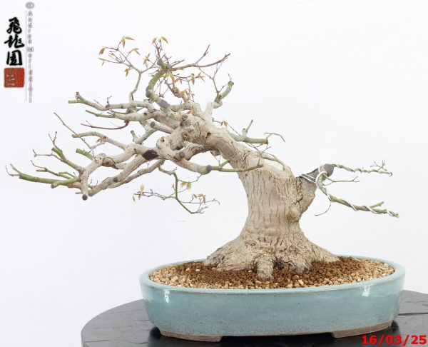 Acer palmatum