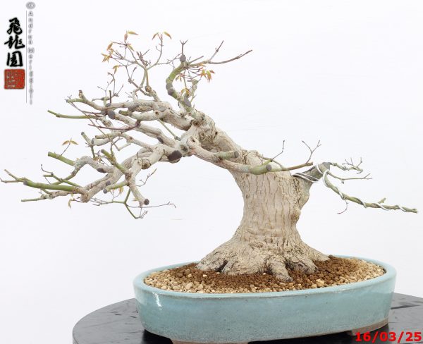 Acer palmatum - immagine 2