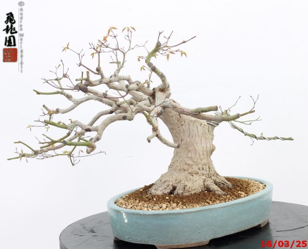 Acer palmatum - immagine 3