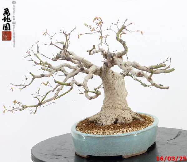 Acer palmatum - immagine 4