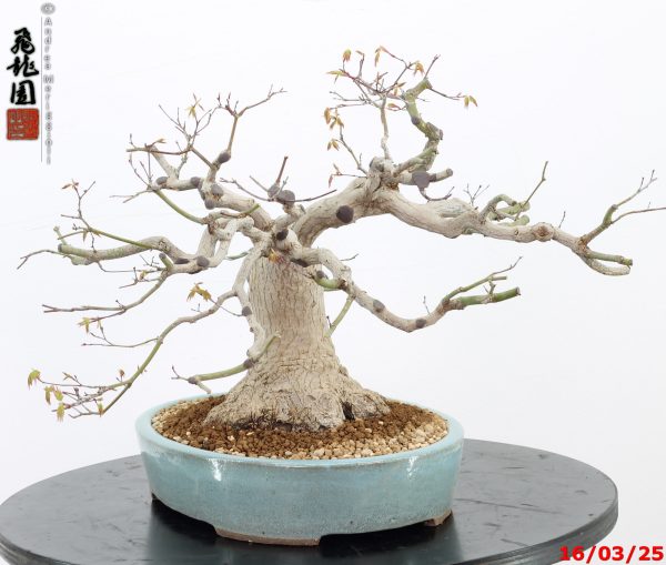 Acer palmatum - immagine 5