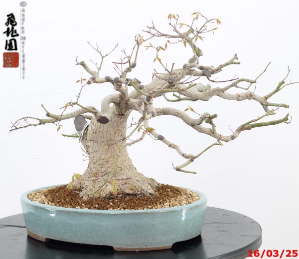 Acer palmatum - immagine 6