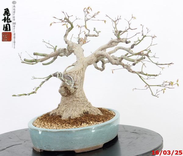 Acer palmatum - immagine 9
