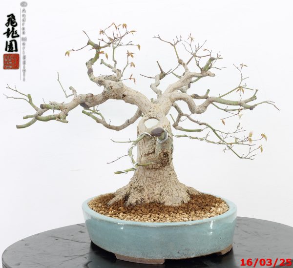 Acer palmatum - immagine 10