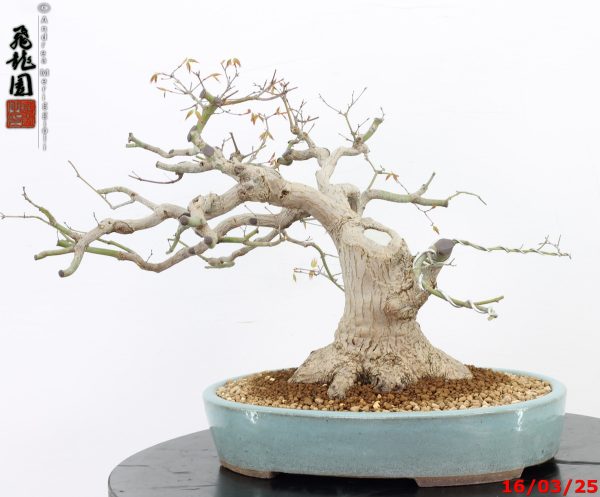 Acer palmatum - immagine 12