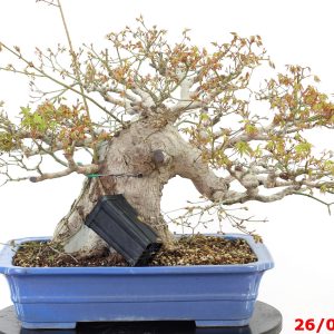 Acer palmatum
