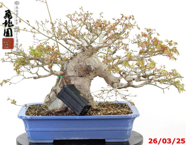 Acer palmatum
