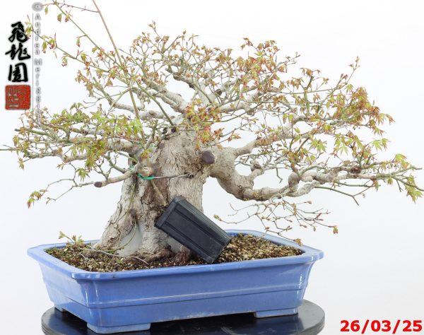 Acer palmatum - Image 2