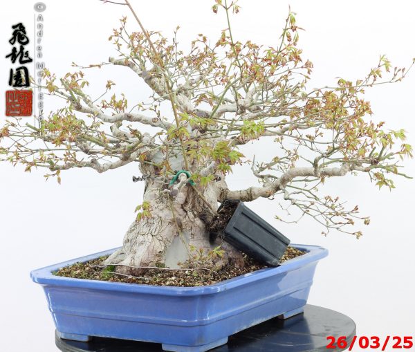 Acer palmatum - Image 3