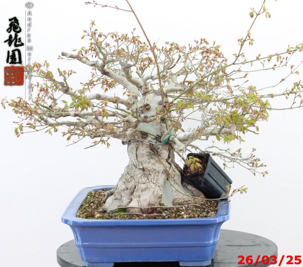 Acer palmatum - Image 4