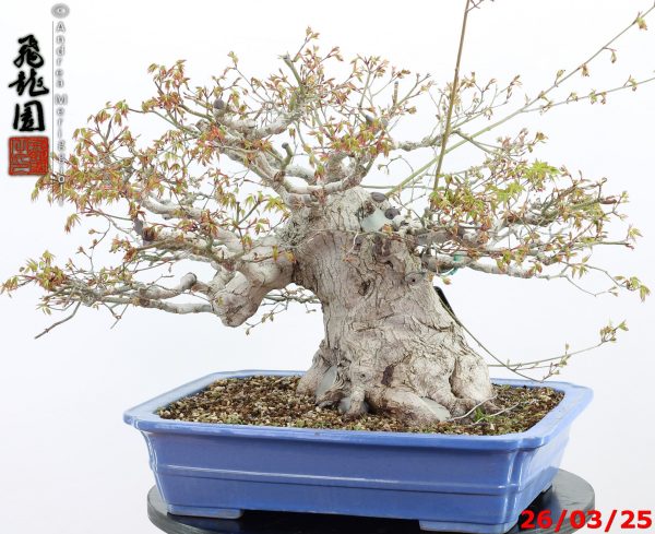 Acer palmatum - Image 5
