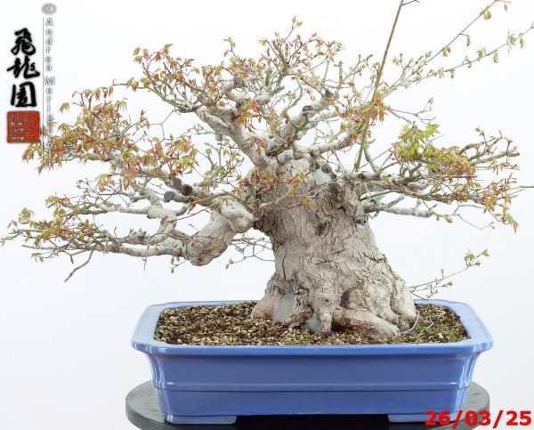 Acer palmatum - Image 6