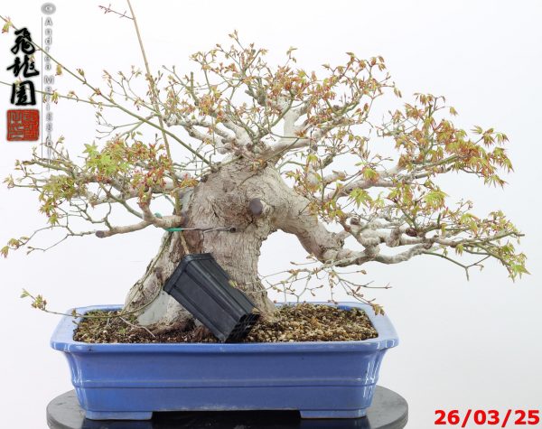 Acer palmatum - Image 7