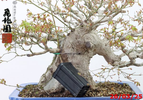 Acer palmatum - Image 8